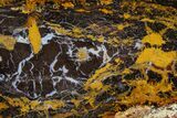 Freestanding Polished Petrified Shrinkwood - Parker, Colorado #378000-2